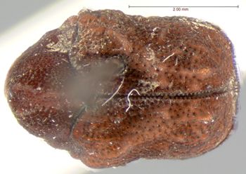 Media type: image;   Entomology 9363 Aspect: habitus dorsal view